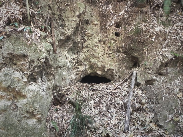 熊の冬眠穴